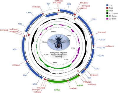 The complete mitochondrial genome of the Indian dammer bee, Tetragonula iridipennis, and the phylogenomics of Meliponini